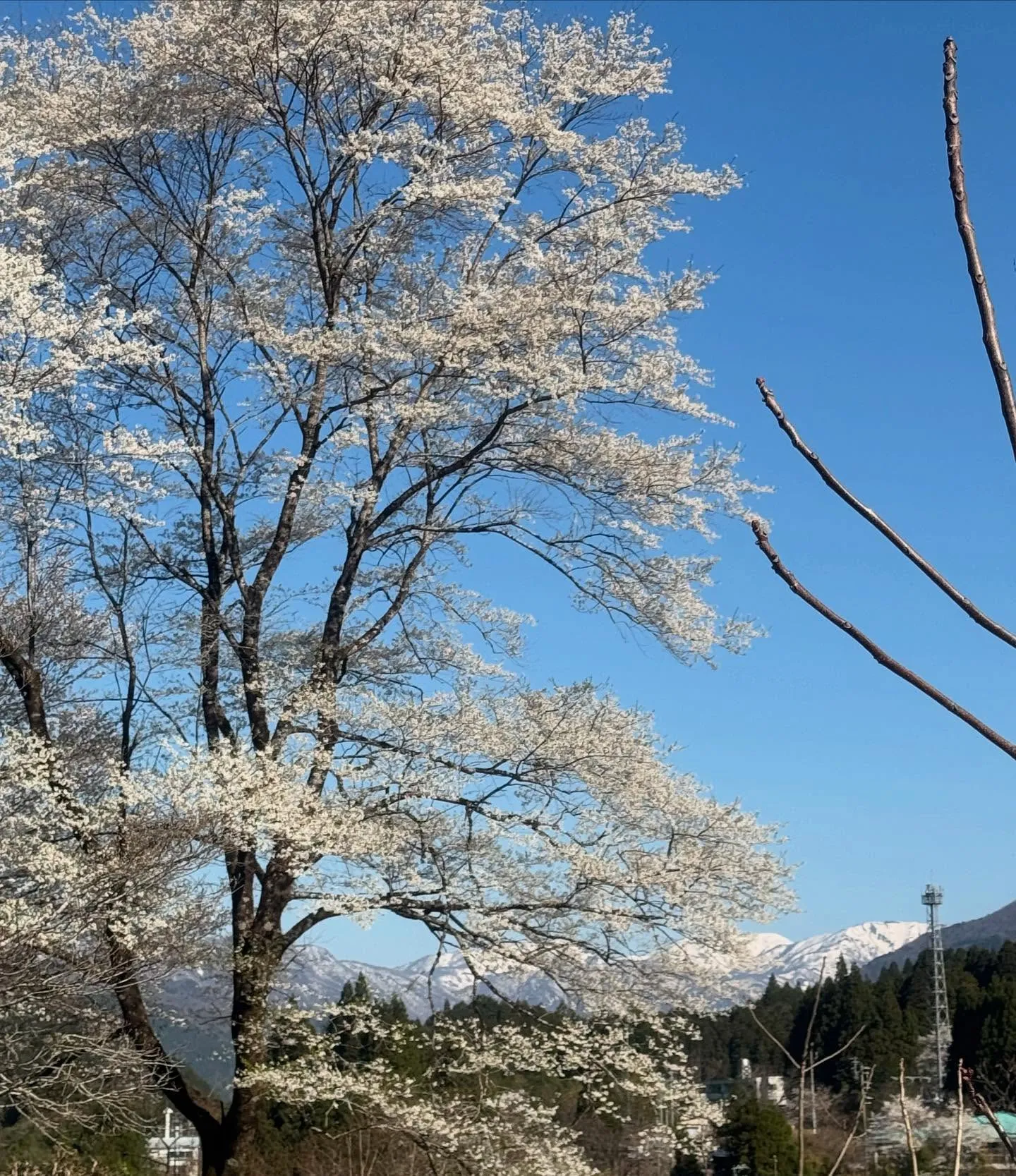 本日祝日㊗️短縮営業となります